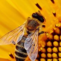 sour honey; honey; stingless bees; anti-cancer properties; cancer